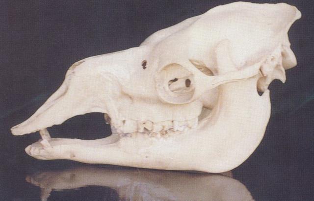 马中欣评价三毛荷西,马中欣荷西爱情故事