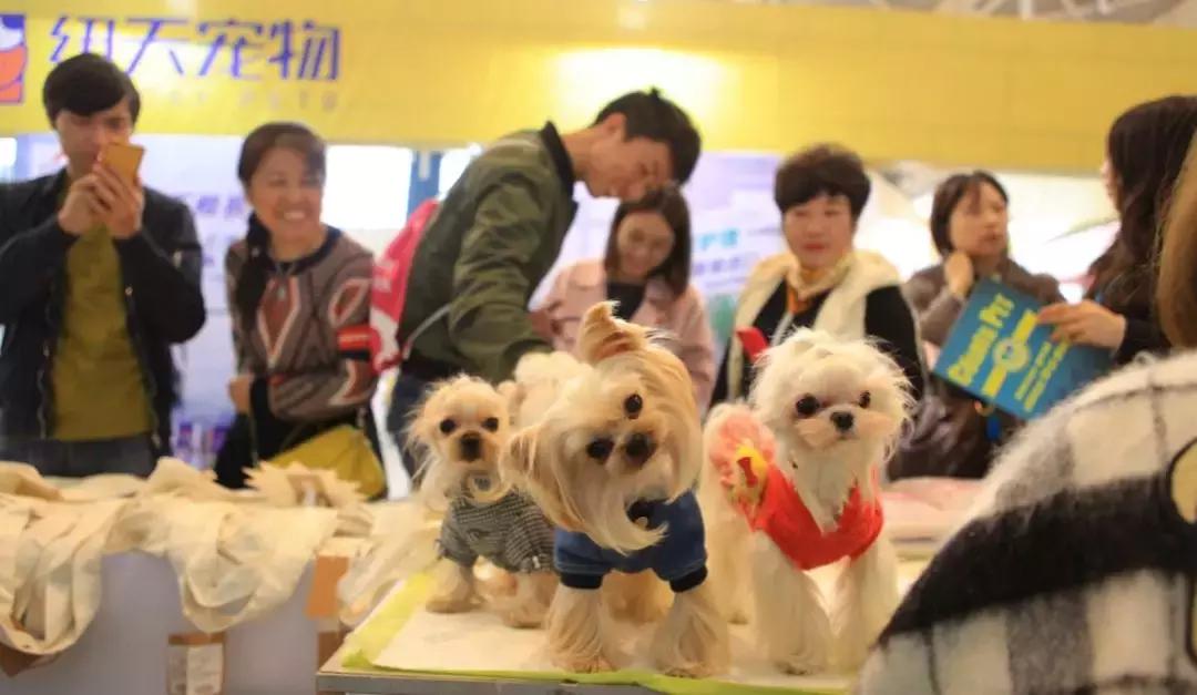 萌宠齐聚南京宠物博览会,day1