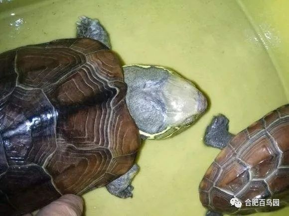 科普动物知识类短视频,龟鳖科普