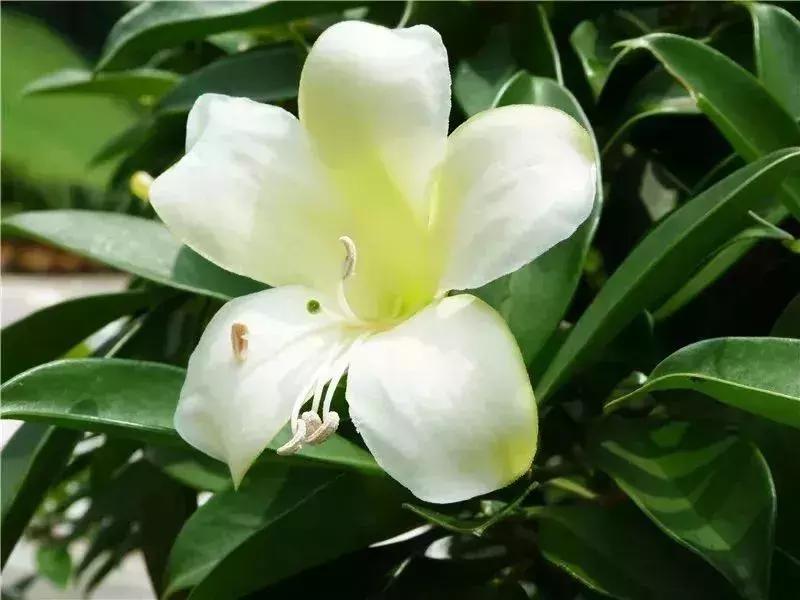 深圳5月哪里有花海看,深圳五一哪里可以看花海