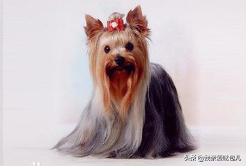 小型狗品种大全推荐,小型狗的品种大全图解