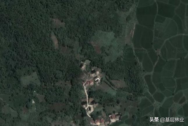 林木被采伐多少算违法,采伐证办理后还违法吗