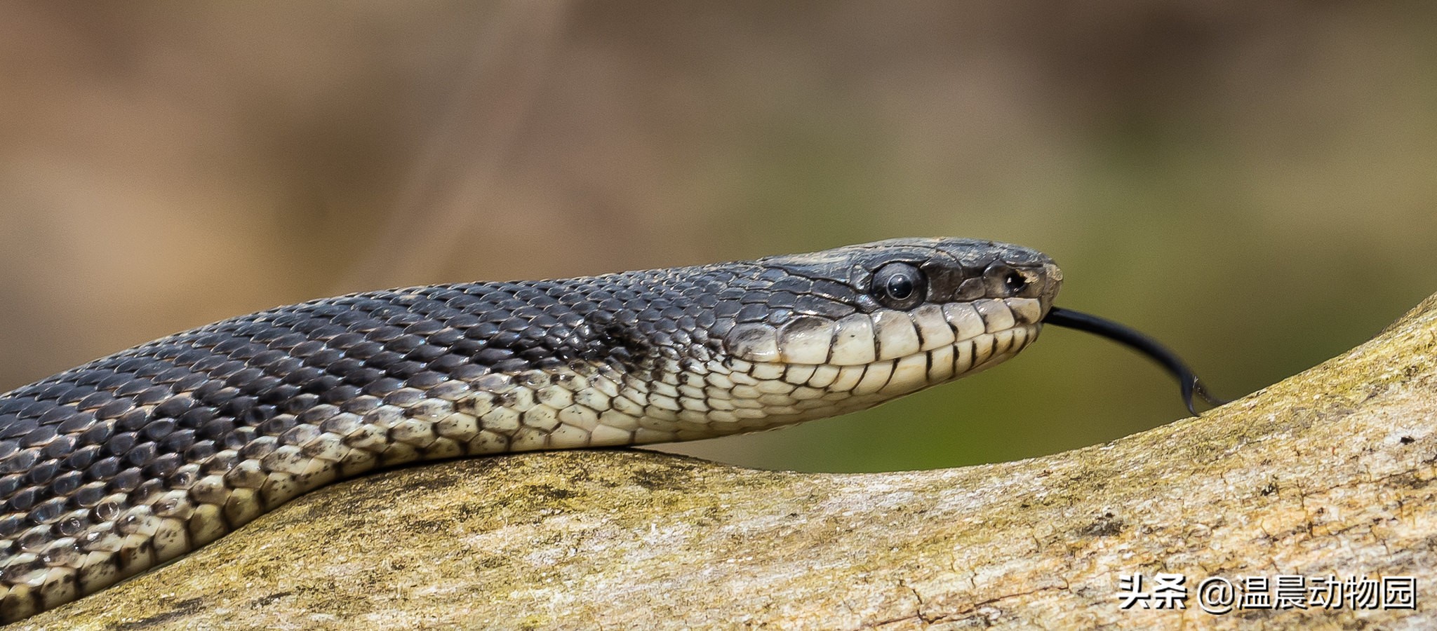 宠物蛇拒食能活多久啊视频,宠物蛇出现拒食