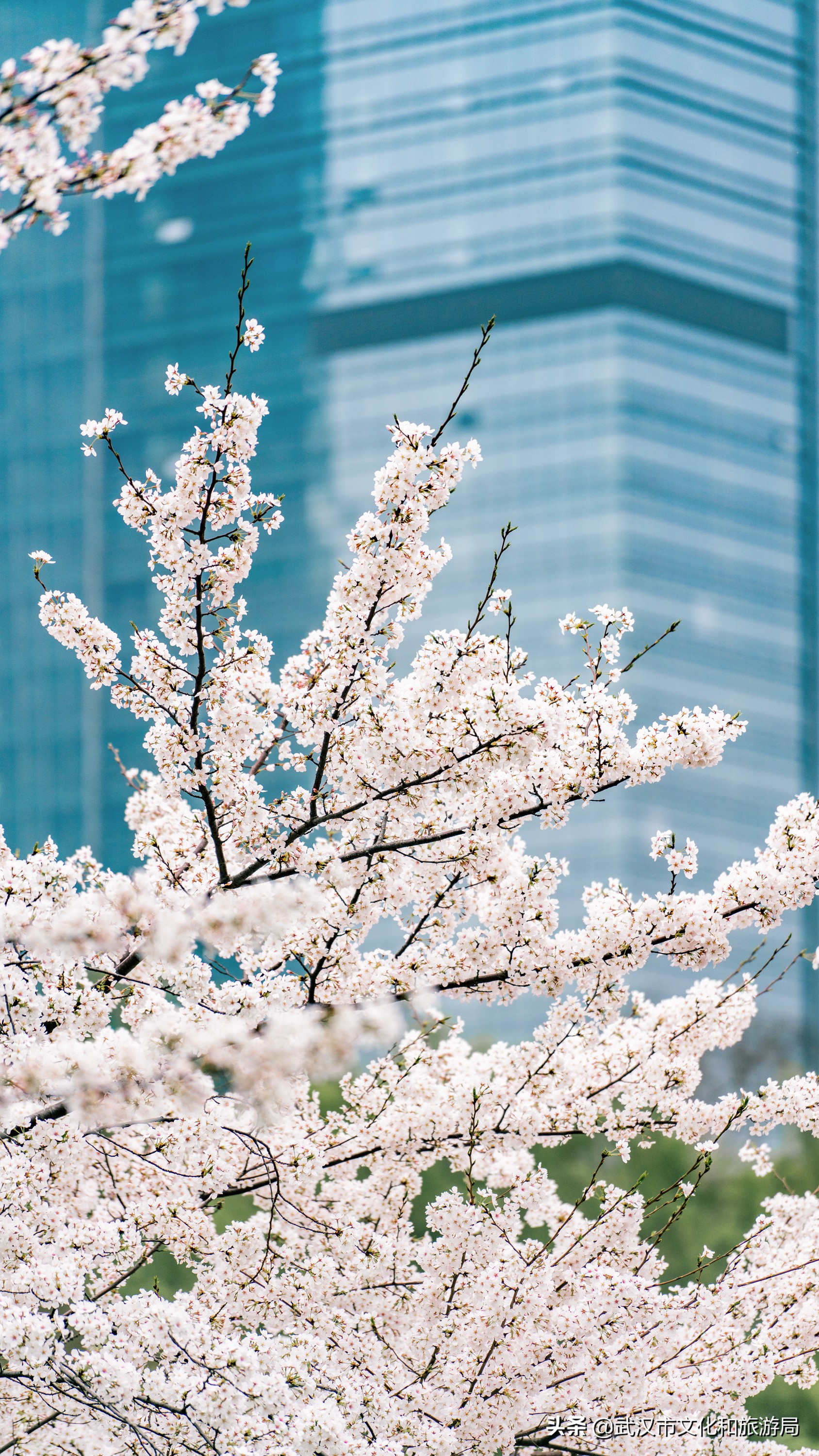 武汉东湖樱花门票,武汉看樱花的景点