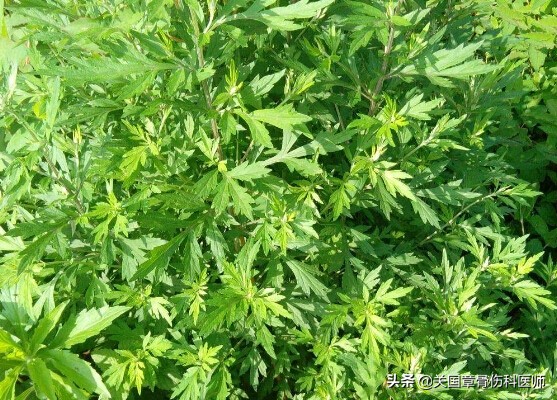 艾叶功效真是那么神奇吗,不足一年的艾叶有功效吗