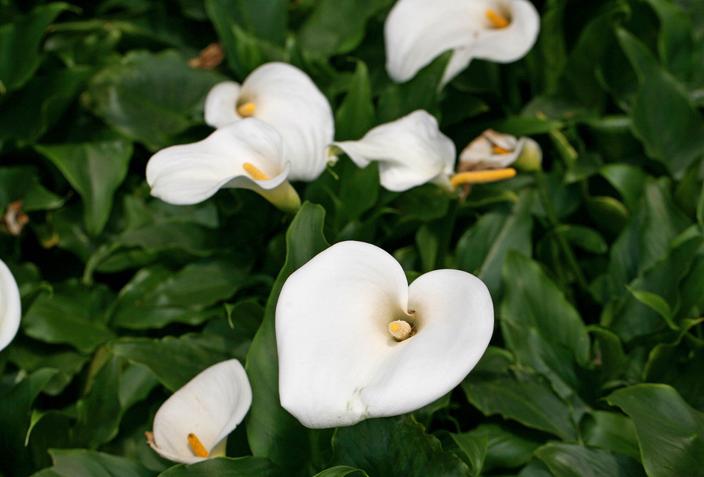 马蹄莲开花期间养护注意什么问题,彩色马蹄莲怎么养才开花快