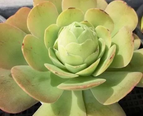 介绍多肉生长特点,多肉植物科普讲解图片视频