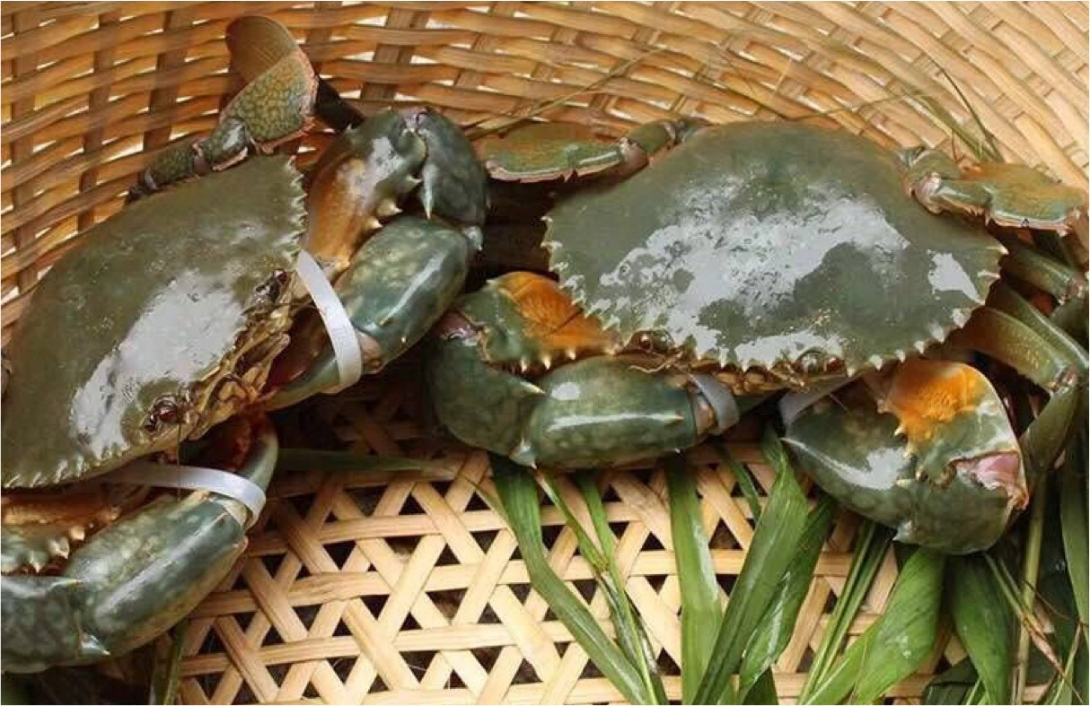 为何死掉的螃蟹不能吃,为什么死的螃蟹不能卖