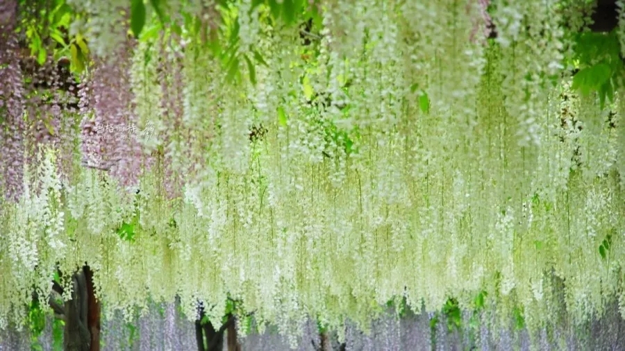 爬藤植物怎么牵引造型,爬藤植物是怎么爬藤的