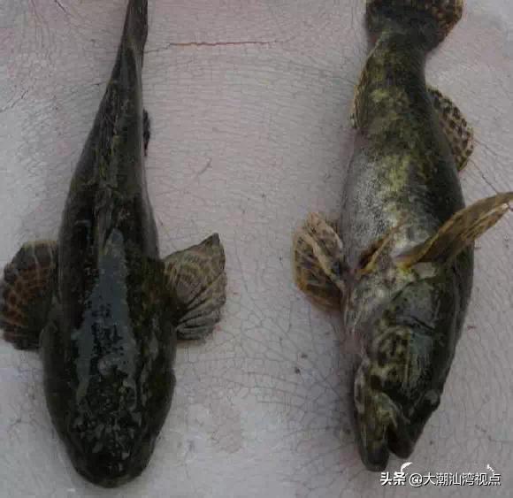 作为潮汕人，这89种海鲜你都能对上号吗