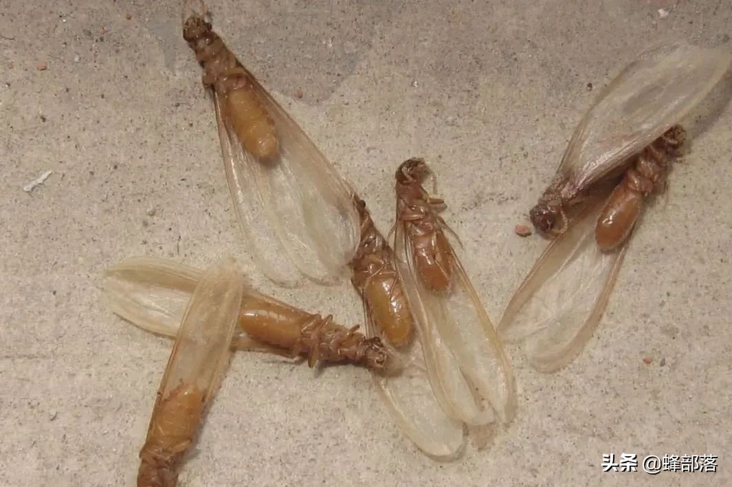 土人参根多少钱一斤,埋在地下的人参