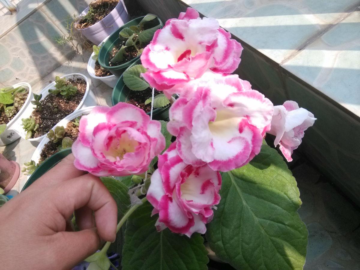 室内光线不好适合种什么,客厅采光不好养什么植物