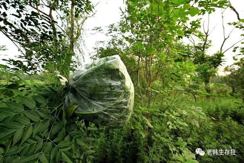 沙漠求生取水技巧,生存狂逃生技巧