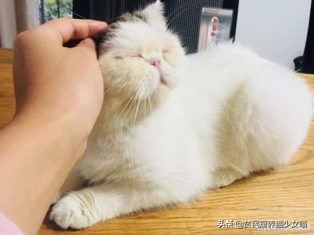 强撸的猫不甜，这些撸猫手法让猫咪乖乖投降，收藏备查