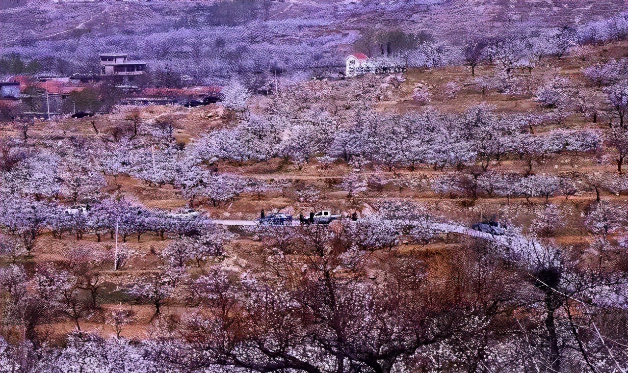 济南3月免费赏花攻略,花都开了济南周边赏花攻略收好