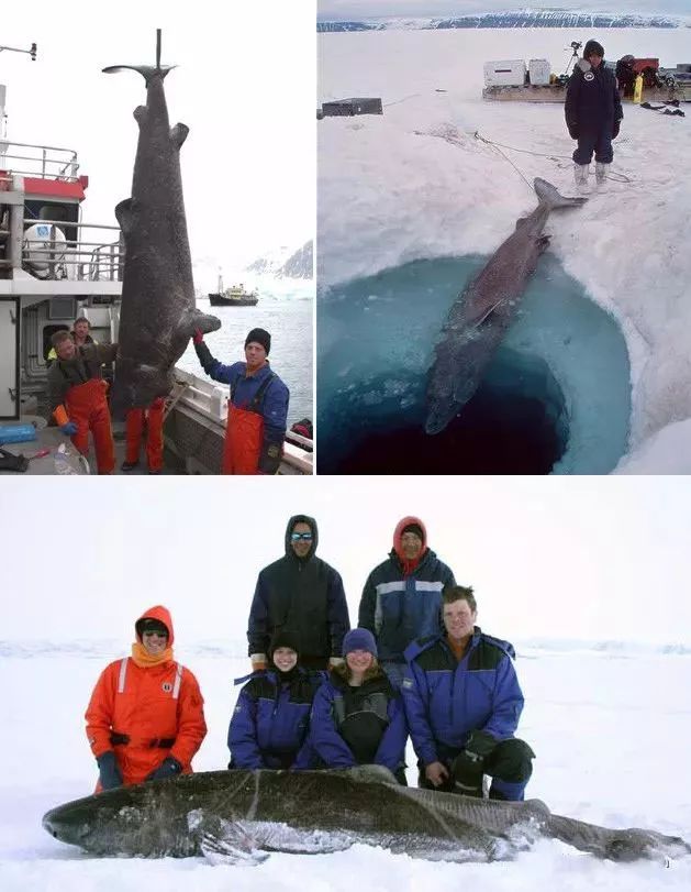 活到156岁才能繁衍后代，眼睛被寄生虫吞噬，啥也看不见