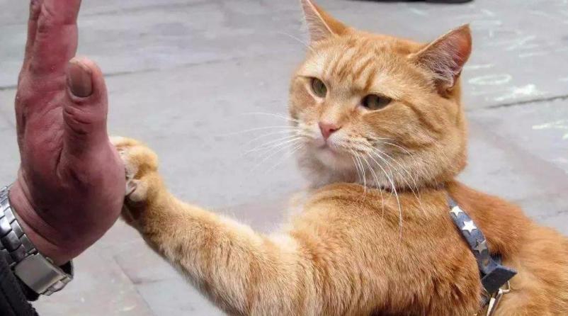 养猫的四个好处养了就是人生赢家,养猫的12个好处养过的人才懂