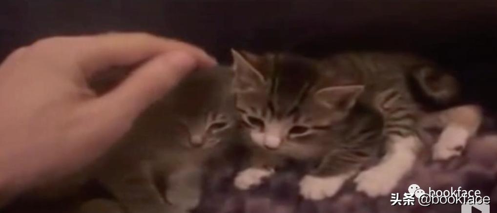 虐猫上瘾后，他预告杀人，从男模到杀人犯，自导自演一场恐怖大戏