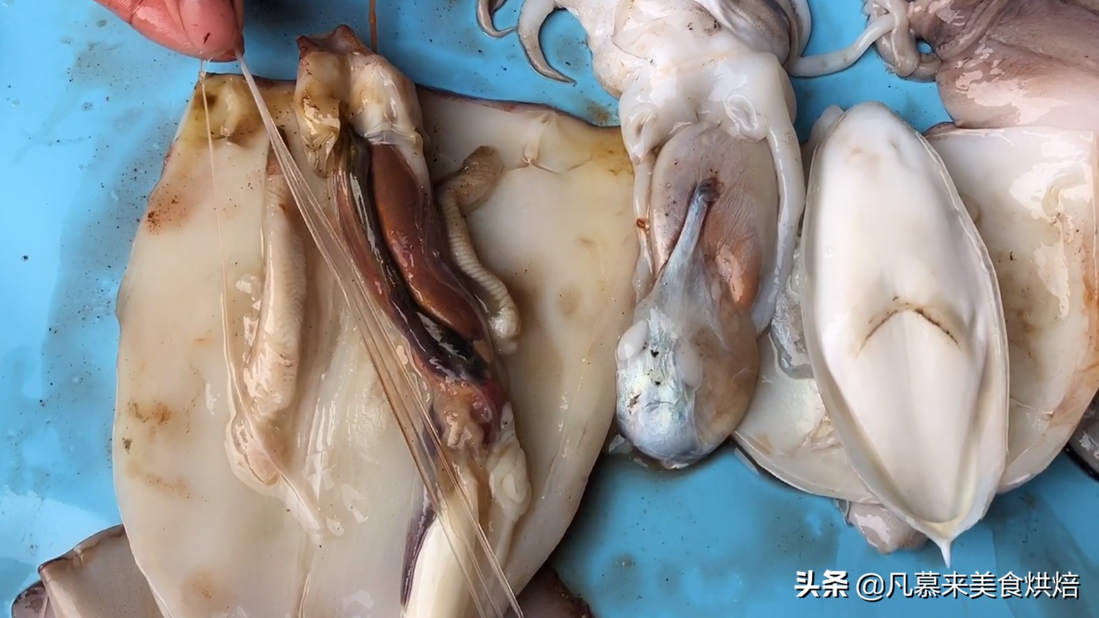 八爪鱼鱿鱼墨鱼海兔哪种好吃,鱿鱼海兔墨鱼八爪鱼区别