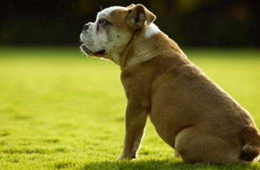 被狗咬到如何看出是否得了狂犬病,被自己的狗咬到会得狂犬病吗