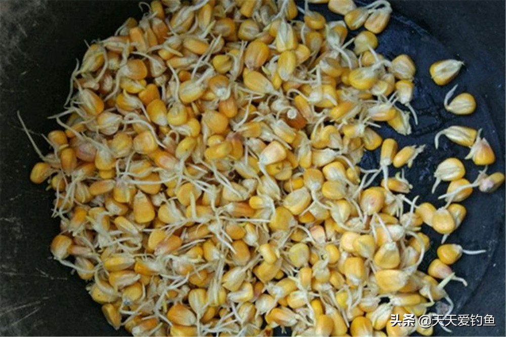 垂钓草鱼的最佳时间和天气,草鱼的生活习性和钓鱼技巧