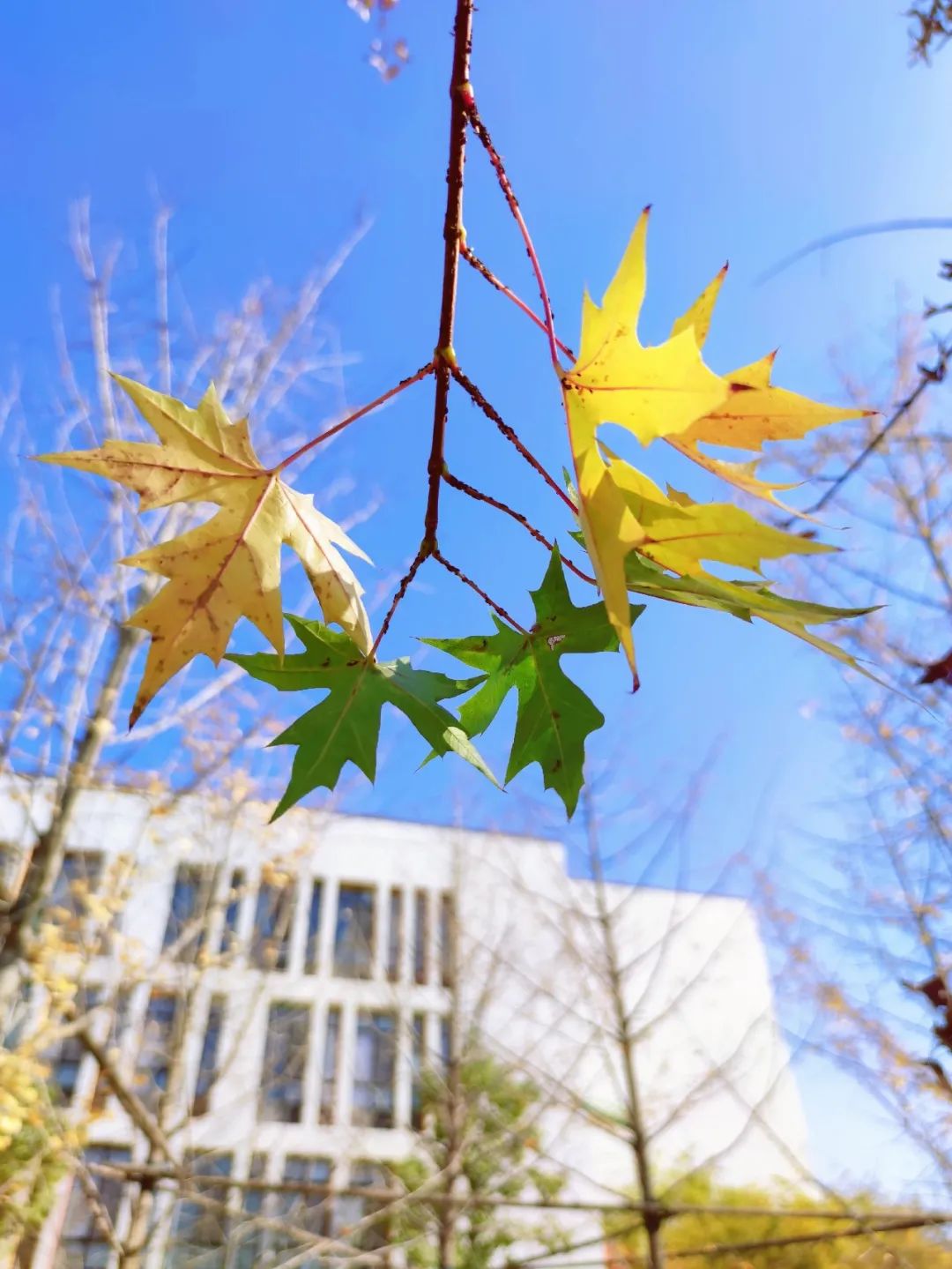 潍坊瀚声学校公开课,潍坊瀚声艺术节