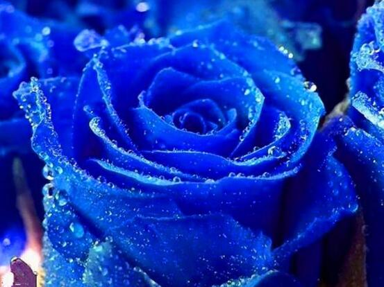 玫瑰花有哪些品种大全,玫瑰花品种大全视频