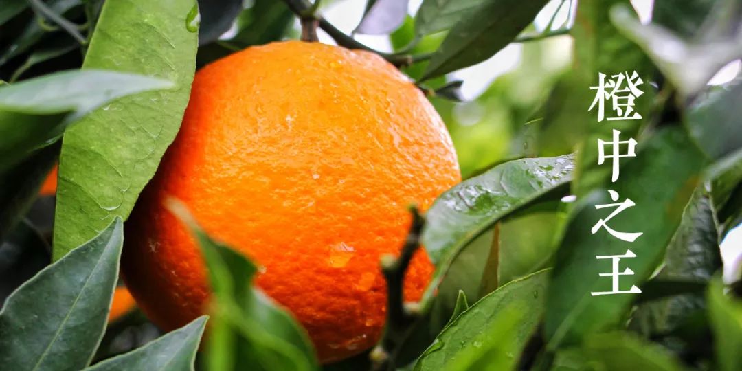 秭归夏橙和伦晚橙的区别,秭归伦晚帝王橙