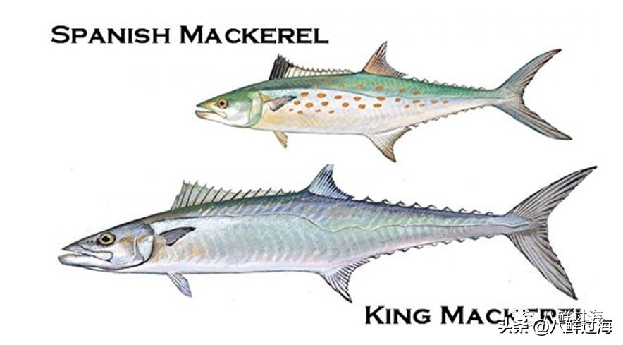 青花鱼跟鲐鲅鱼,青花鱼和鲐鲅鱼的区别