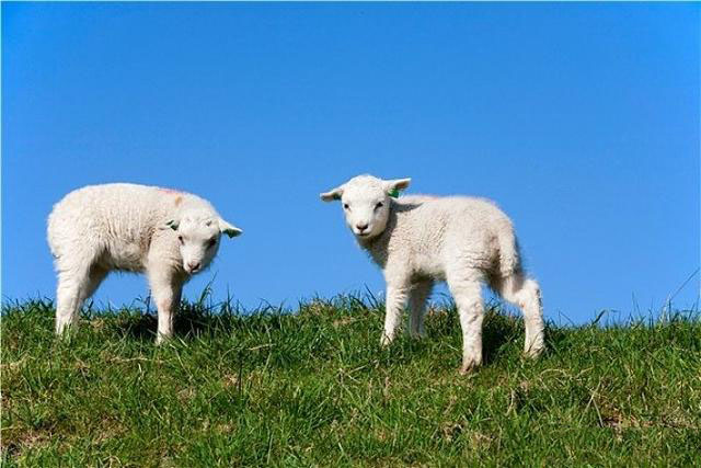 救活小羊的方法有哪些,假死猪抢救法