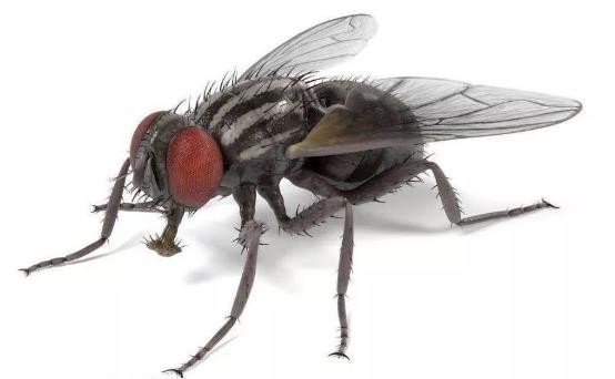 龟类的进化过程图片,龟鳖目动物外形特征