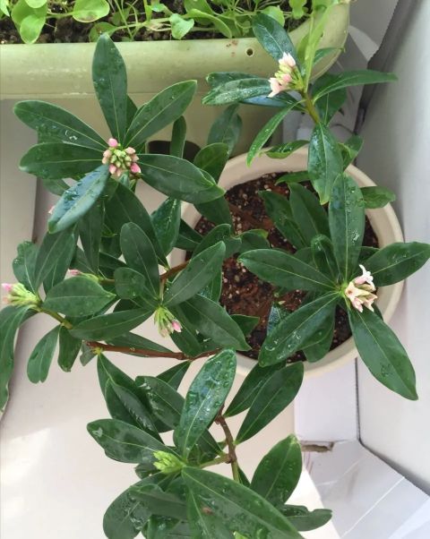 金边瑞香怎么养才能养得更好,金边瑞香怎么养才能长得快