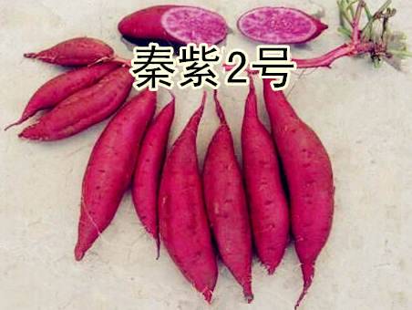 哪些品种甘薯产量高,甘肃十大特产