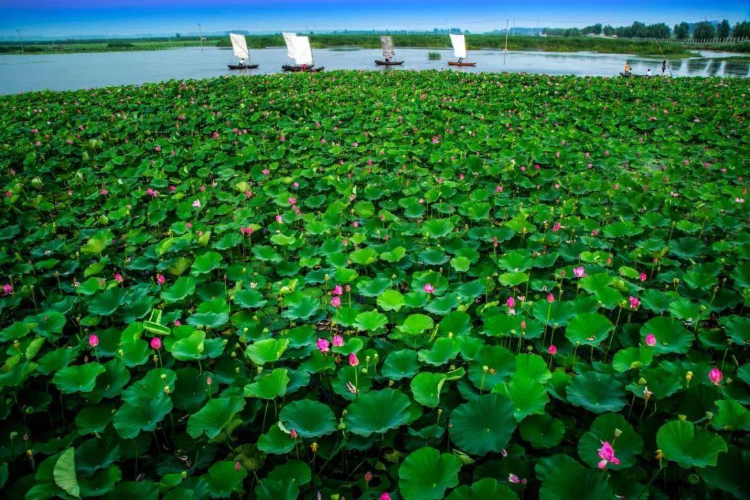 接天莲叶无穷碧,映日荷花别样红。醉美微山湖,缥缈入画图