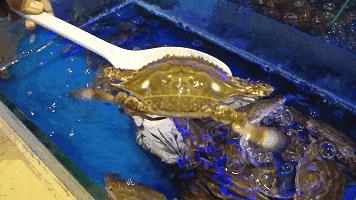 葱油梭子蟹舟山,舟山葱油海鲜