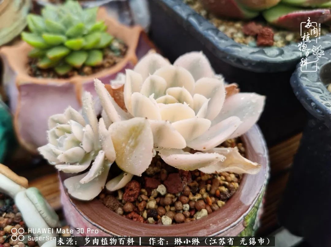 多肉变美是需要时间的,千万别辜负了多肉变美的黄金季节