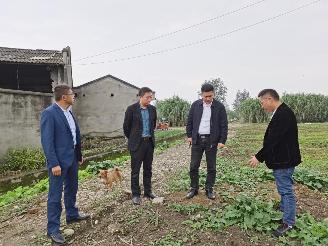 三农观察特稿｜金牧粮草承载“饲草皇后”的乡村振兴梦