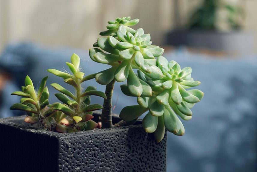 梅雨季，多肉盆栽爱徒长穿裙子、褪色，该怎么办？