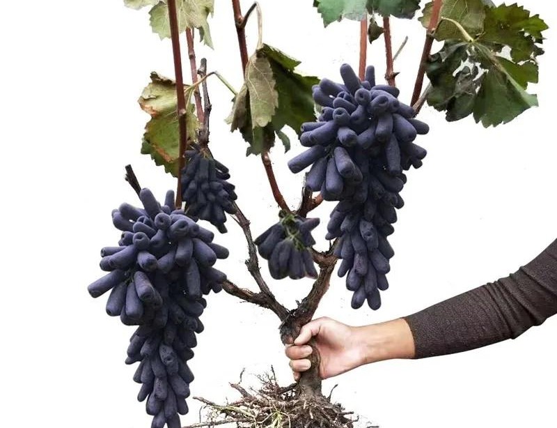 网店卖假苗木,在网上卖假苗木