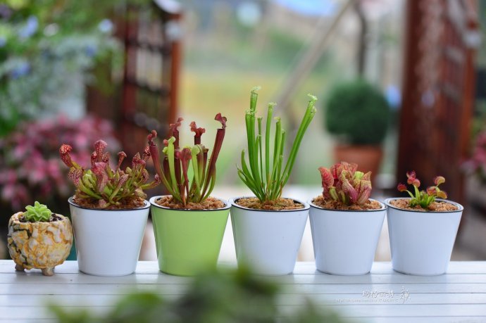 花园里防蚊子,在花园里劳作