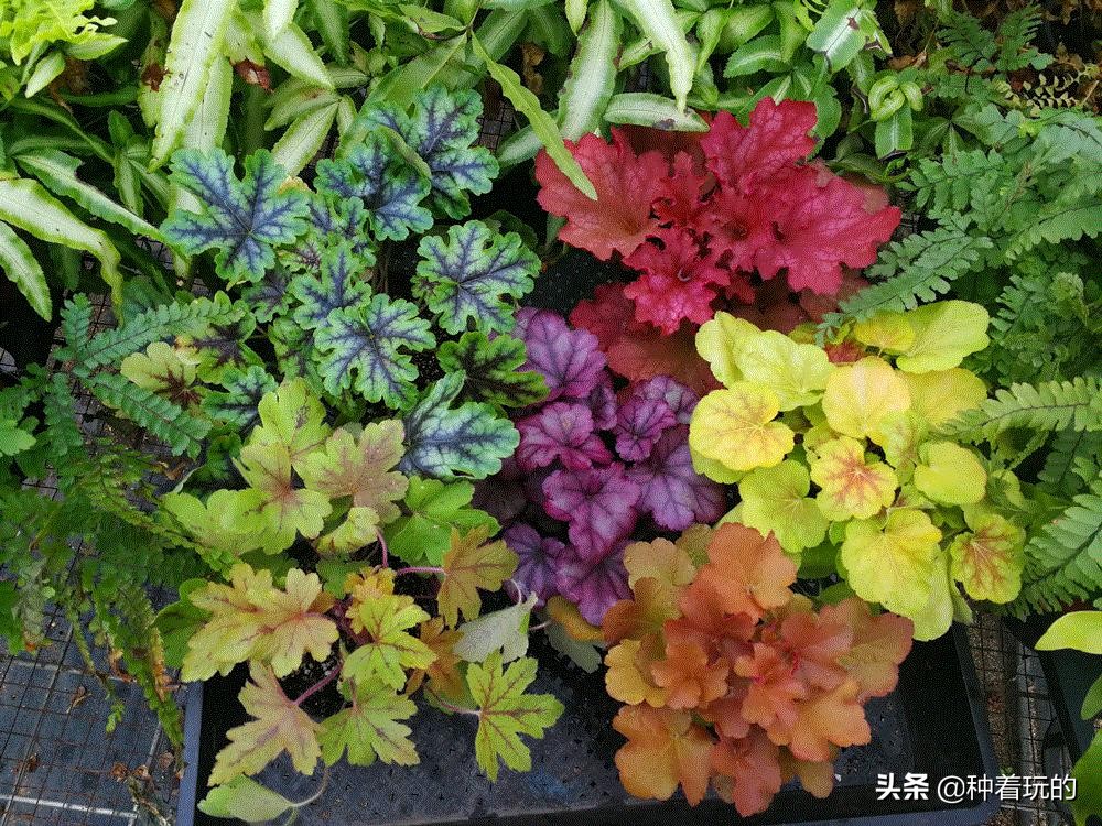 彩叶草矾根组合盆栽,最好看的彩叶草