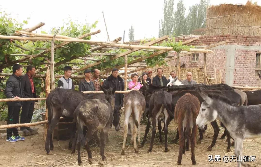 这样带村民养驴，真的很“硬核”！