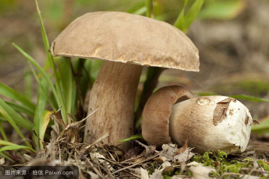 牛肝菌中药配方,牛肝菌功效主治