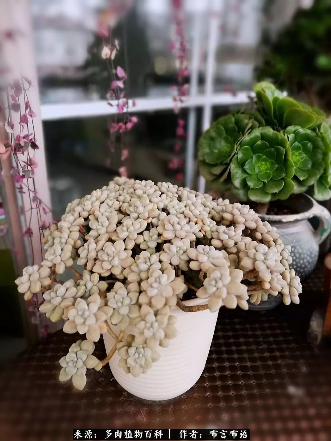 从多肉上感悟人生,多肉的真实生活感悟