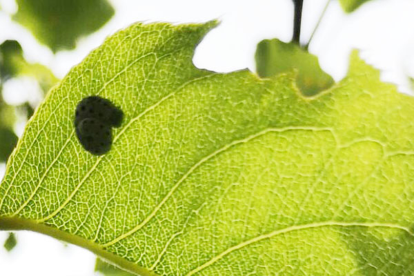 梨树下面的土壤能杀死什么虫,梨树黄粉虫前期图片