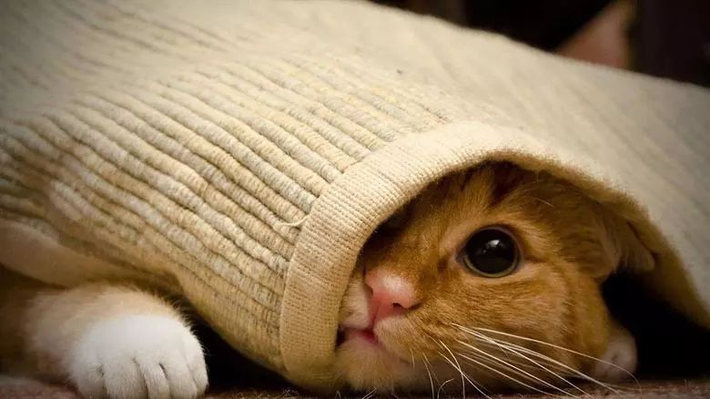 两只猫猫打架怎么处理,家里的两只猫总是打架