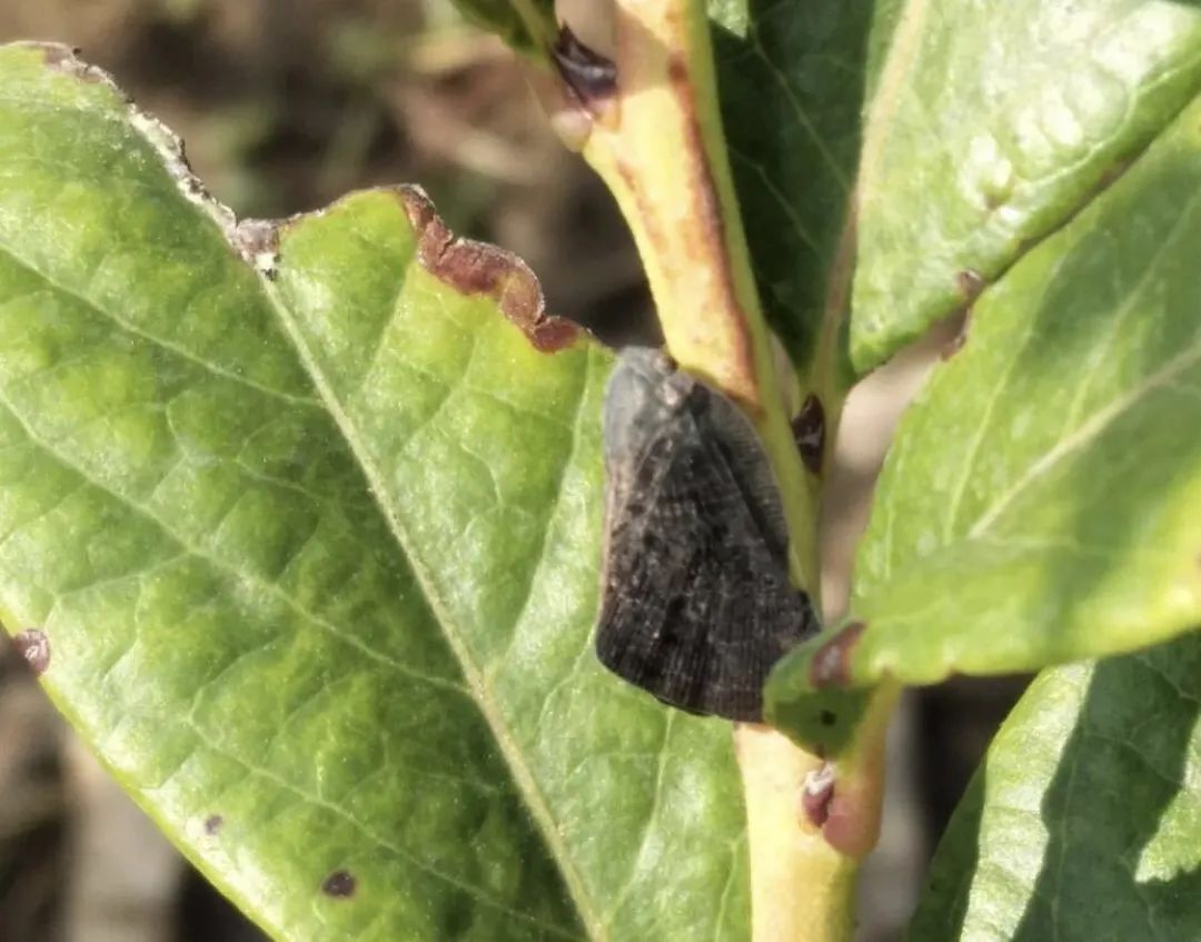 蓝莓病虫害防治视频教学,蓝莓常见虫害及防治知识回答