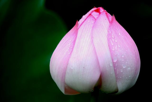 最美的荷花诗句,一起赏荷花的诗词歌赋