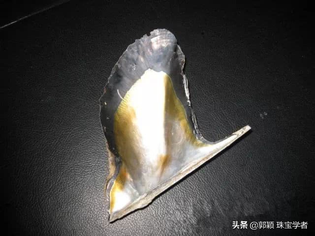 珍珠的贝壳妈妈,珍珠的妈妈叫什么