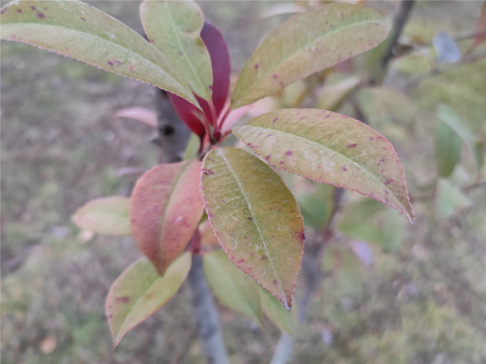 小米11骁龙888都有什么功能,小米11评测骁龙888到底有多强